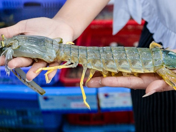 Bất ngờ loại tôm 'siêu to khổng lồ' được nhà giàu săn lùng, giá hàng triệu đồng/kg đắt hơn cả tôm nhập khẩu