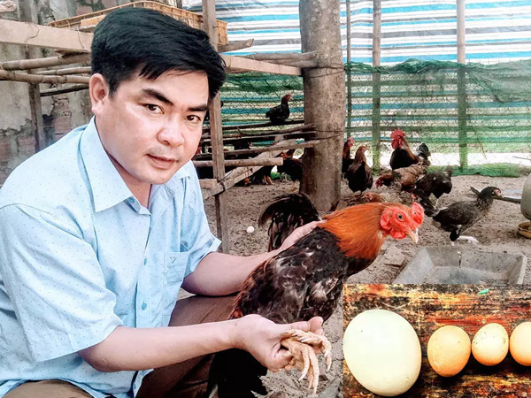Kỳ lạ gà 9 cựa tiến vua đẻ ‘trứng vàng’, bán tiền triệu mỗi con