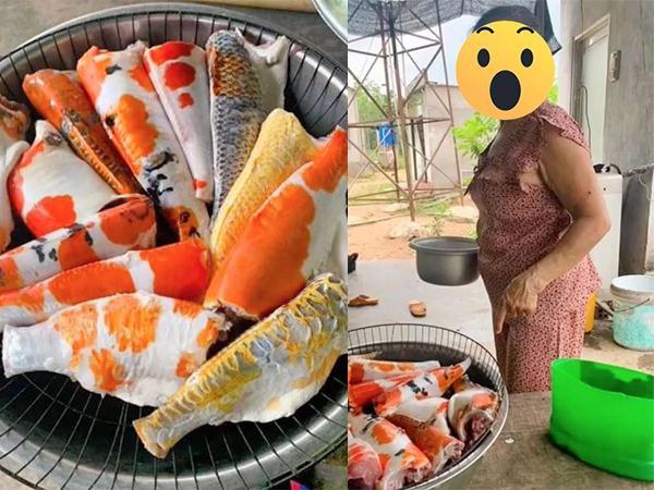 Dân mạng ngơ ngác trước rổ cá Koi trăm triệu được cắt đầu, đánh vảy sạch sẽ phơi trong rổ chuẩn bị đem đi kho... 'tiêu'!