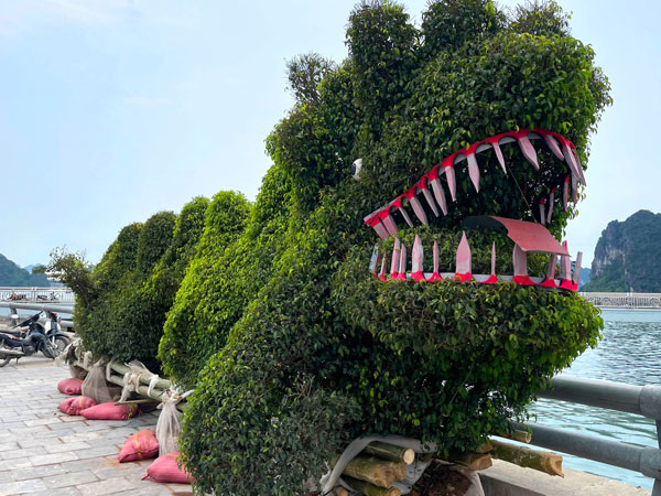 Vừa trưng bày đã bị chê xấu, cây hình rồng ở Hạ Long quay về vườn ươm