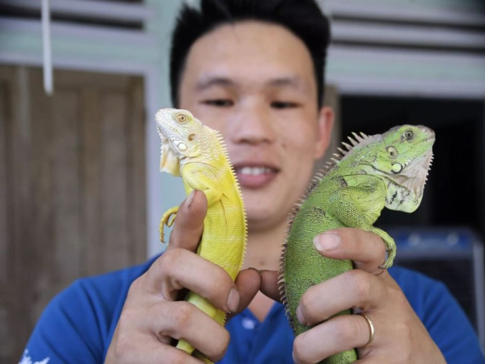 9X Quảng Nam say nắng loài thú cưng sần sùi, hung dữ giá đắt đỏ