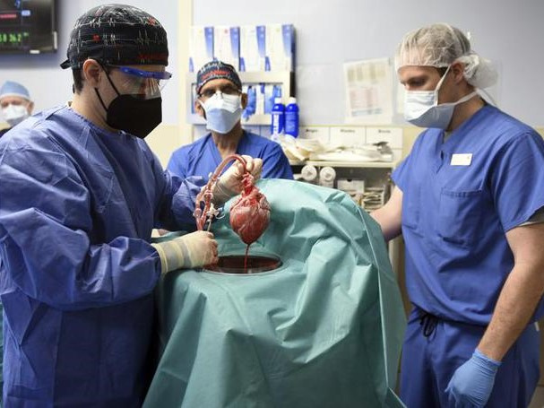 'Virus bí ẩn' là thủ phạm giết chết người được ghép tim heo?