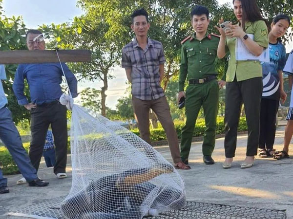 Tá hỏa phát hiện rắn hổ mang chúa dài hơn 3m bò vào trường học