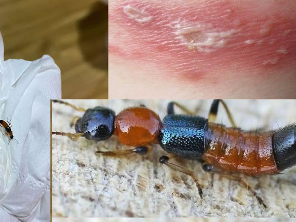 Dân khổ sở vì kiến ba khoang xuất hiện