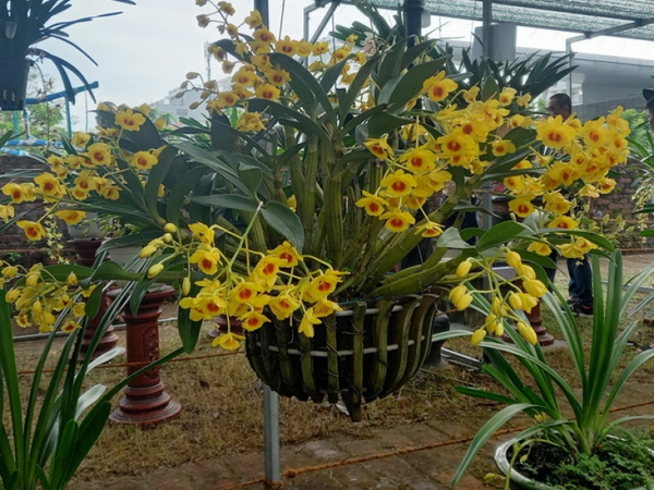Rực rỡ lễ hội hoa lan tại Đà Nẵng