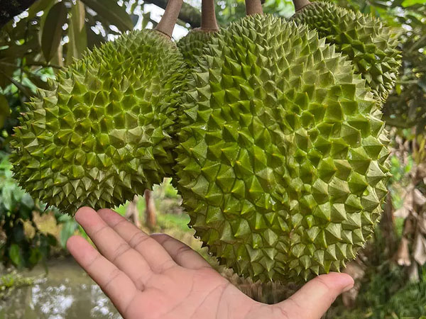 Khu vườn sầu riêng Musang King sai trĩu cành, chờ chín rụng bán 3 triệu/quả