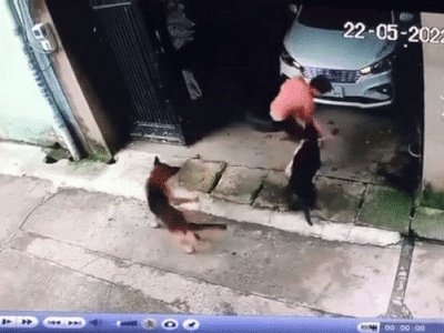 Nghẹt thở giây phút giải cứu bé gái bị chó dữ lao vào cắn xé dù đang được bố bế trên tay