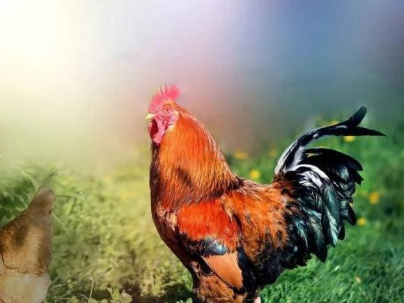 Tuổi Dậu đại cát: Nên duyên vợ chồng với những con giáp này là cuộc hôn nhân 'bề trên', sau khi kết hôn cả đời sẽ giàu sang phú quý