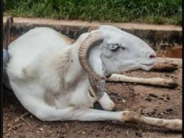 Hi hữu: Cừu phải ngồi tù 3 năm vì tấn công người phụ nữ hàng xóm đến chết