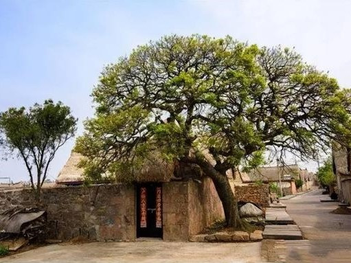 Người xưa nói: 'Trước cửa ít trồng cây, sau nhà không mở cửa sổ', có ý nghĩa không? Tại sao chúng ta không thể mở cửa sổ sau nhà?