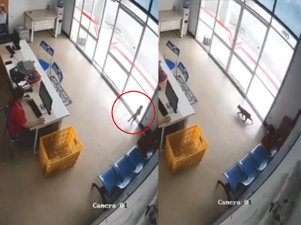 Video mèo chạy xuyên qua cửa kính khiến người trong cuộc và cư dân mạng xôn xao