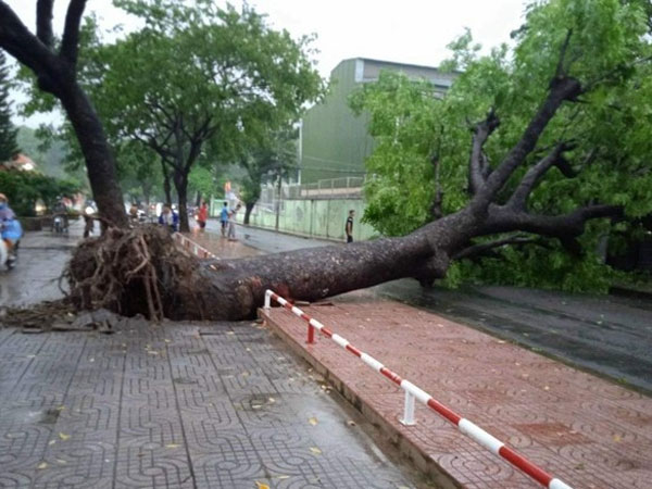Cây xanh gần 20 mét trên đường phố TP HCM bật gốc trong mưa