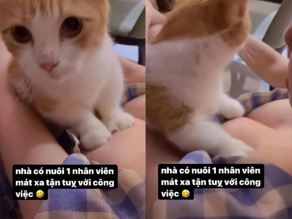 Clip: Elly Trần khoe khoảnh khắc mèo cưng mát xa vòng 1 khiến dân tình nóng mắt