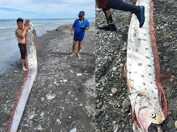 Bắt được 'đại ngư' dài 6m, danh tính loài cá khiến ngư dân hoang mang về những lời đồn thiên tai