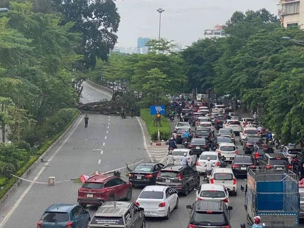 Một nhánh lớn của cây đa cổ thụ bị đổ, chắn ngang đường Võ Chí Công, giao thông tê liệt