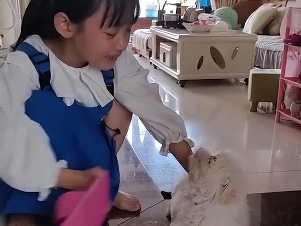 Dở khóc dở cười hình ảnh bé gái tiểu học khóc nức nở khi bài kiểm tra bị cắn xé tan tành, đòi giao nộp 'tội đồ' cho cô giáo