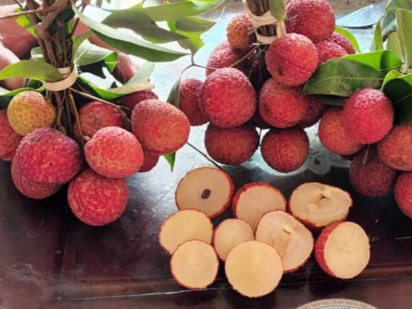 Vải không hạt 200 nghìn/kg gây 'sốt' thị trường