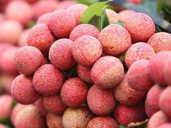 Vải thiều Việt Nam giá 600.000 đồng/kg tại Australia