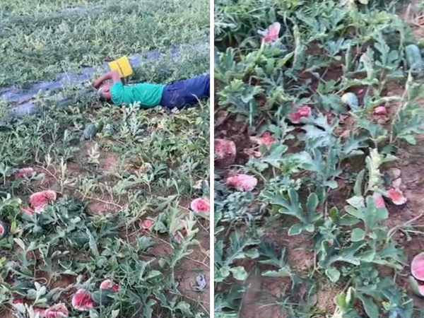 Cụ ông khóc thảm thiết, nằm sõng soài bên ruộng dưa hấu bị đập vỡ nát