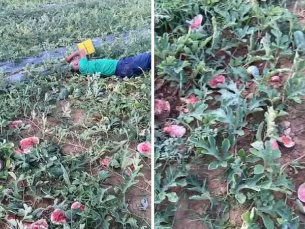 Ba học sinh phá ruộng dưa hấu của cụ ông 70 tuổi được bảo lãnh về thi tốt nghiệp THPT