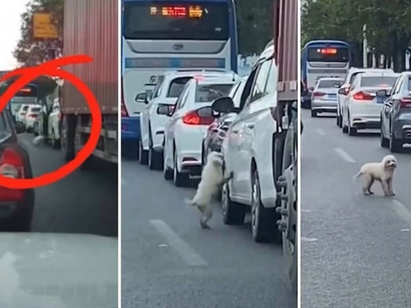 Dân tình tranh cãi chuyện chú chó bị bỏ rơi ngay giữa con đường đông xe qua lại