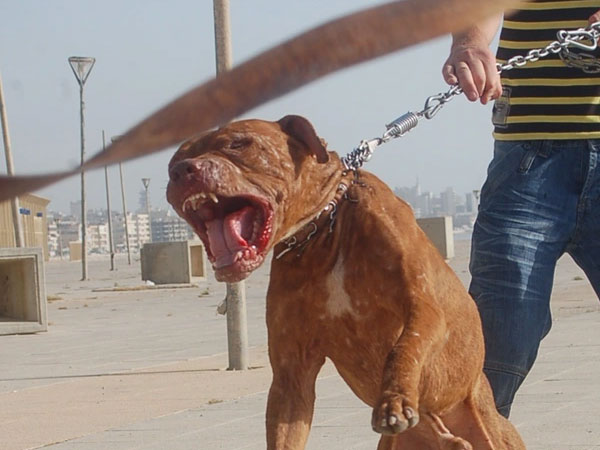 Cay cú vì bị hàng xóm dùng xẻng đánh vào đầu, người đàn ông thả chó Pitbull cắn đối phương nhập viện cấp cứu