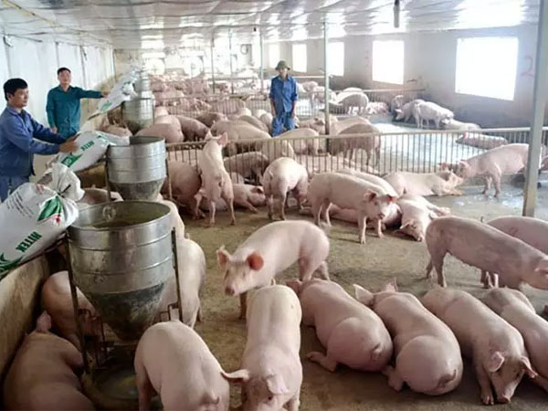 Thịt lợn hơi tăng mạnh, vượt 70.000 đồng/kg