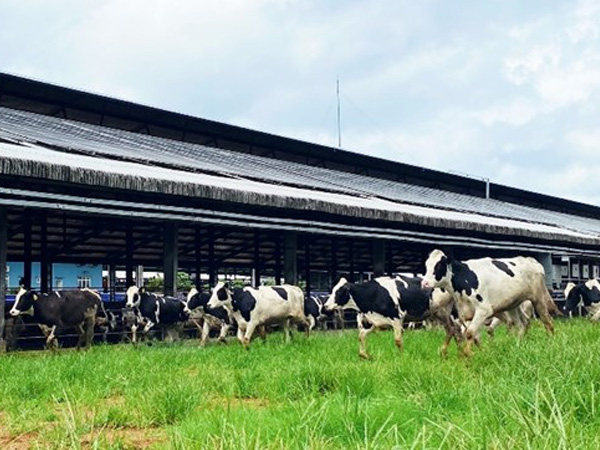 Vinamilk tiếp nhận thành công hơn 1.500 bò sữa nhập từ Mỹ về các trang trại Green Farm
