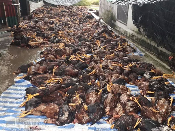 Hơn 6.000 con gà chết như ngả rạ sau 1 tia sét