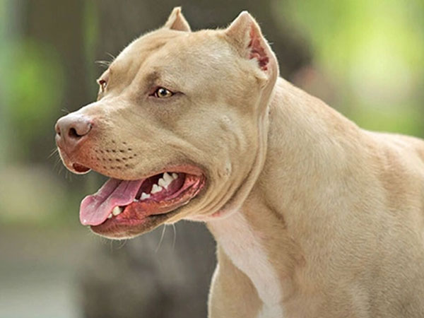 Sang nhà bà nội chơi, cháu trai 8 tuổi bị chó pitbull cắn chết
