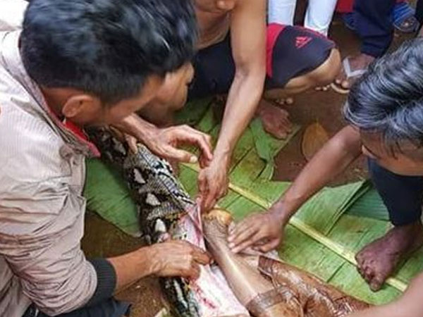 Câu chuyện ớn lạnh về người phụ nữ bị trăn ăn thịt khiến người dân bàng hoàng
