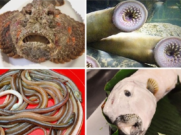 Trông 'xấu hết phần thiên hạ', 4 loại cá này vẫn cực đắt và cháy hàng