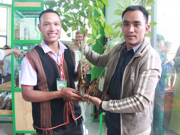 'Giật mình' những cây sâm Ngọc Linh giá ngang ngửa căn chung cư
