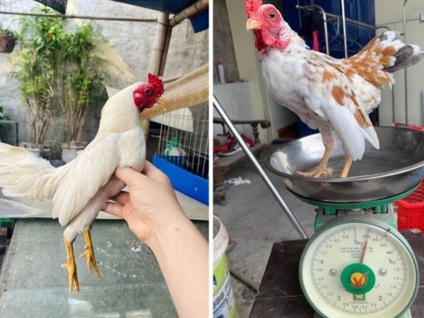 Gà tí hon nặng nửa kg/con giá trăm triệu có gì hút đại gia lùng mua?