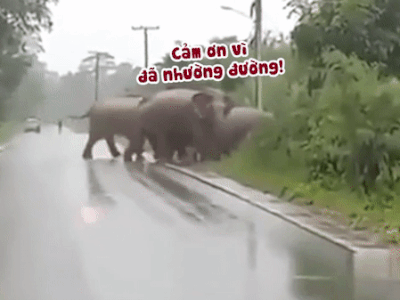 Clip: Chú voi cúi đầu cảm ơn tài xế ô tô vì đã nhường đường