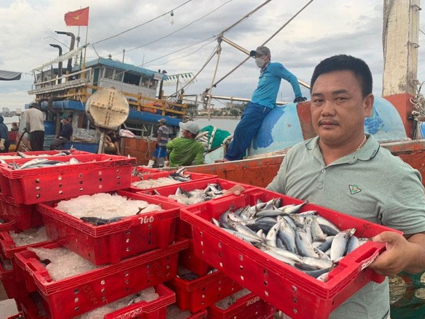 Ngư dân Quảng Bình trúng 250 tấn cá nục, thu về hơn 2,4 tỉ đồng