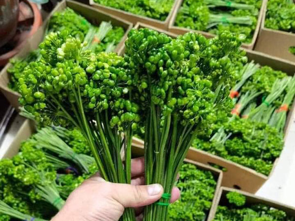 Kỳ lạ loại hoa giá bán đến 8 triệu/kg, dân Việt vẫn xuống tiền mua ngâm rượu