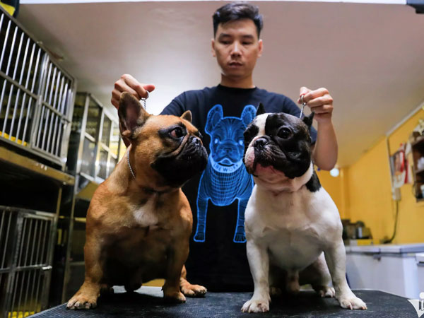 Nuôi chó cho ăn cá hồi, thịt bò, gà thu về tiền tỷ đồng mỗi năm
