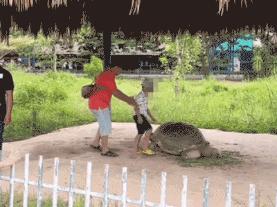 Bế con ngồi lên lưng rùa chụp ảnh gây bức xúc, bị nhắc nhở ông bố vẫn cố tình ngó lơ