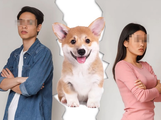 Vợ chồng tranh chấp quyền nuôi chó cưng sau ly dị gây bão mạng ở Trung Quốc