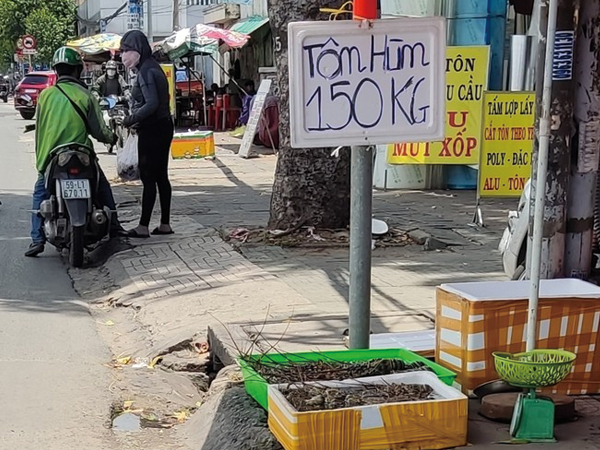Thận trọng khi mua tôm hùm siêu rẻ
