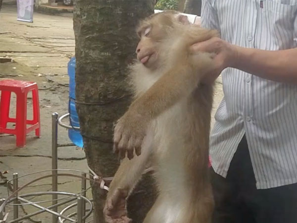 Khỉ đuôi lợn quý hiếm 'đại náo' Củ Chi và màn cải trang 'xuất sắc' từ Kiểm lâm tóm gọn con vật