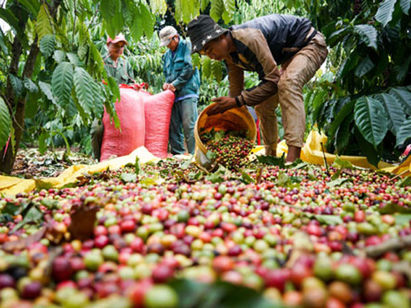 Mỹ mua lượng lớn cà phê Việt Nam nhưng trả giá bèo