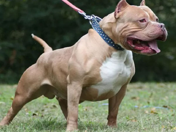 Nữ chủ nhà bị chó Pitbull nặng 40kg cắn chết
