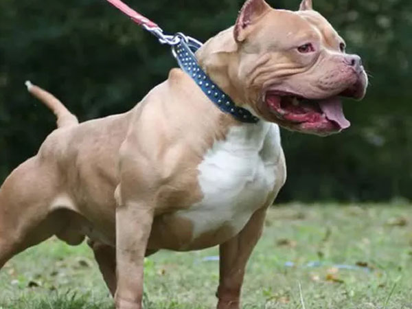Vụ chó Pitbull 40kg cắn chết chủ: Gia đình đã mang chó đi tiêu hủy