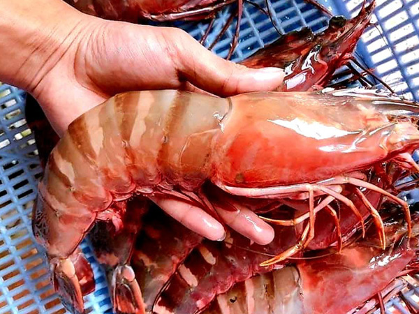 Đắt hơn tôm hùm, gần 3 triệu/kg, khách ăn 'bon mồm' chờ mua bằng được