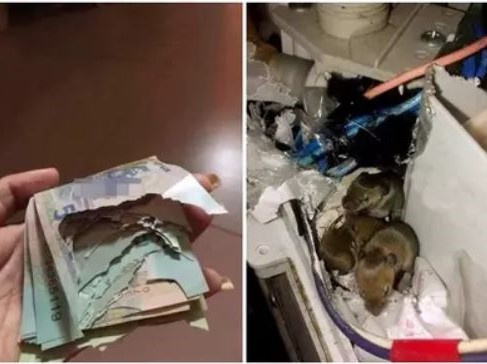 Lén giấu quỹ đen sau lưng vợ, anh chồng tá hỏa vì sự cố không ngờ