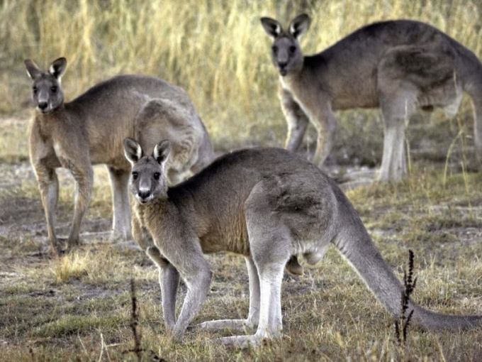 Người đàn ông bị kangaroo mình nuôi tấn công đến chết