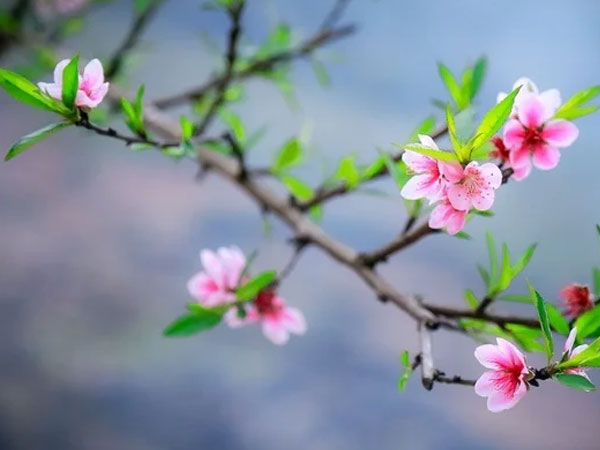 Bộ Tài chính đề xuất nghỉ Tết Nguyên đán 9 ngày