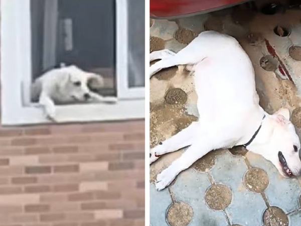Cãi nhau với chồng, vợ ném luôn chó cưng từ tầng 4 qua cửa sổ khiến dân mạng dậy sóng